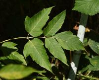 Acer negundo (Javor jasanolistý)