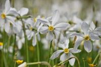 Narcissus radiiflorus (Stern-Narzisse)
