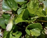 Viola odorata (Duftveilchen)