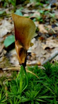 Abies alba (Weiß-Tanne)