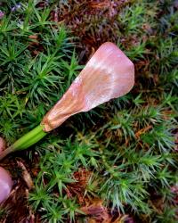 Abies alba (Weiß-Tanne)