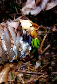 Abies alba (Weiß-Tanne)