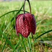 Fritillaria meleagris (Schachblume)