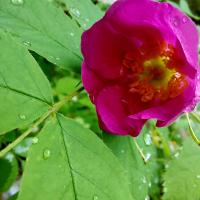 Rosa pendulina (Gebirgs-Rose)