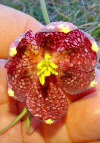 Fritillaria meleagris (Schachblume)