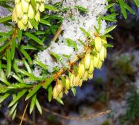 Erica carnea (Schneeheide)