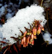 Erica carnea (Schneeheide)