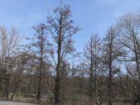 Alnus glutinosa (Olše lepkavá)