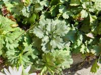 Chrysanthemum arcticum (Listopadka arktická)