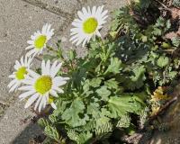 Chrysanthemum arcticum (Listopadka arktická)
