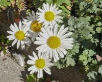 Chrysanthemum arcticum (Listopadka arktická)