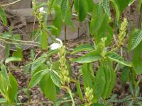 Justicia adhatoda (Adatoda léčivá)