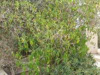 Justicia adhatoda (Adatoda léčivá)