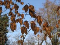 Koelreuteria paniculata (Svitel latnatý)