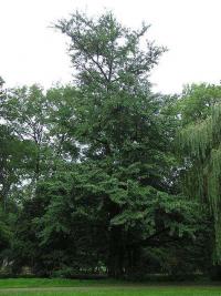 Ginkgo biloba (Jinan dvoulaločný)