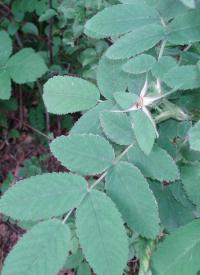 Rosa pomifera (Růže dužnoplodá)