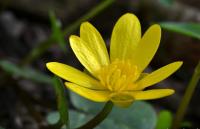 Ficaria verna (Orsej jarní)