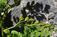 Asplenium ruta-muraria (Sleziník routička)