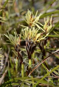 Carex humilis (Ostřice nízká)