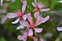 Prunus tenella (Mandloň nízká)