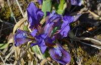 Iris pumila (Kosatec nízký)