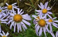 Aster alpinus (Hvězdnice alpská)
