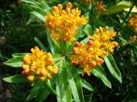 Asclepias tuberosa (Klejicha hlíznatá)