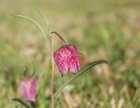 Fritillaria meleagris (Řebčík kostkovaný)
