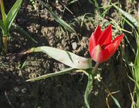 Tulipa orphanidea (Tulipán Doerflerův)