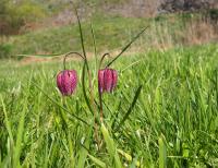 Fritillaria meleagris (Řebčík kostkovaný)