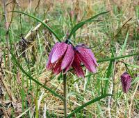 Fritillaria meleagris (Korunkovka strakatá)