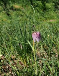 Fritillaria meleagris (Korunkovka strakatá)