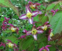 Epimedium grandiflorum (Škornice velkokvětá)