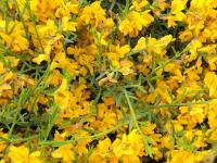 Genista lydia (Kručinka lydijská)