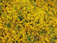 Genista lydia (Kručinka lydijská)