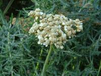 Achillea ochroleuca (Řebříček bledožlutý)
