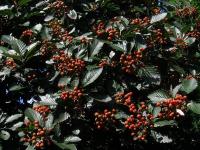 Sorbus mougeotii (Jeřáb Mougeotův)