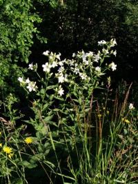 Campanula lactiflora (Zvonek bělokvětý)