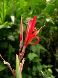 Canna indica (Dosna indická)