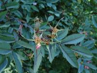 Rosa glauca (Růže sivá)