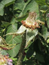 Rosa x centifolia (Růže stolistá)