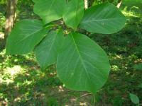 Magnolia denudata (Šácholan olysalý)