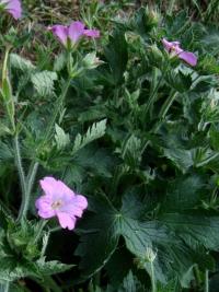 Geranium endressii (Kakost Endressův)