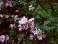 Rosa setigera (Růže štětinatá)