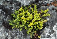 Sedum acre (Rozchodník ostrý)