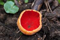 Sarcoscypha austriaca (Ohnivec rakouský)