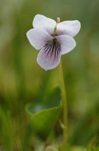 Viola palustris (Violka bahenní)