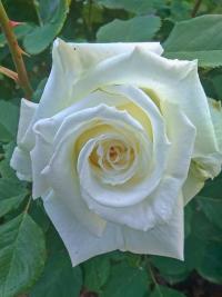 Rosa (Růže 'Papež Jan Pavel II' - Velkokvěté růže)