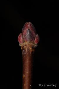 Acer platanoides (Javor mléč)