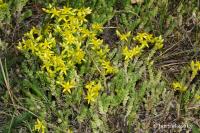 Sedum acre (Rozchodník ostrý)